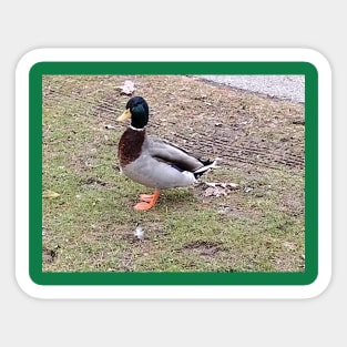 farm duck green Sticker